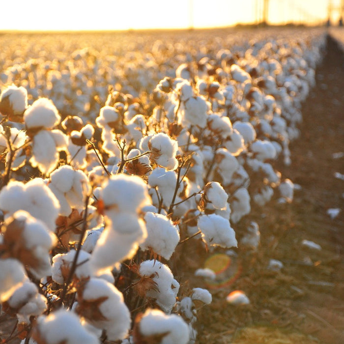 A Short History of Egyptian Cotton